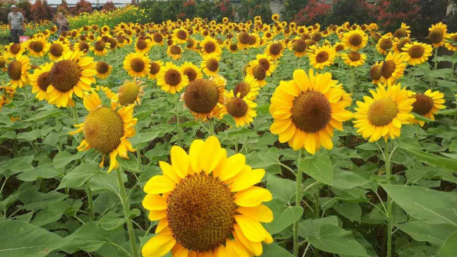 Bunga Matahari Dari Neraka - Wanita Penghuni Neraka Al Hujjah / Bunga matahari dari neraka (the hellfire sunflowers).