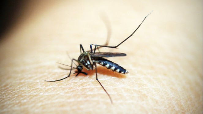 4 Ways to Prevent Dengue Fever When the Rainy Season Comes