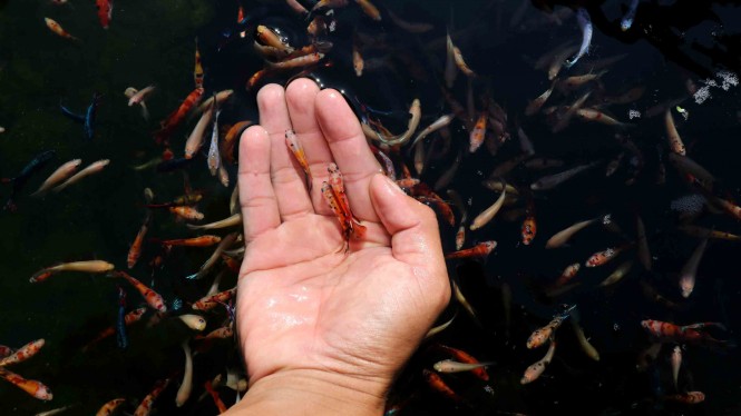 Pertanda Baik Dan Membawa Keberuntungan Ini 6 Arti Mimpi Ikan