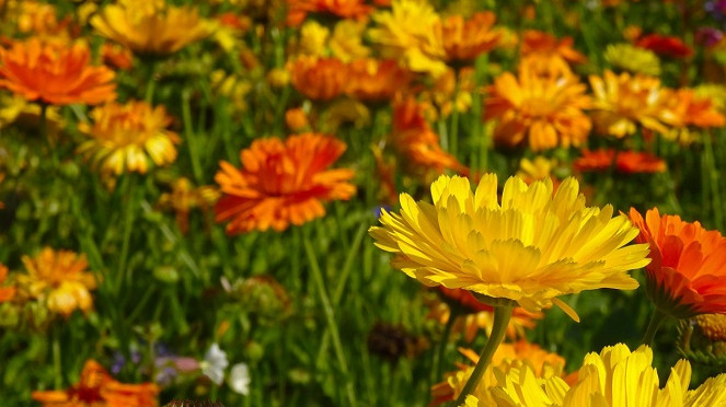 4 Manfaat Bunga  Marigold untuk Kulit Wajah Tambah Halus 